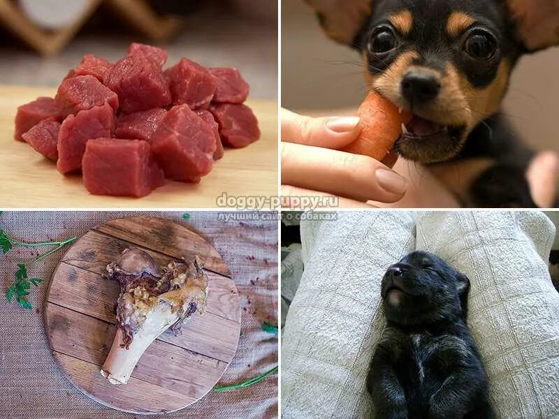 Куриная еда для собак. Какие кости можно собакам.