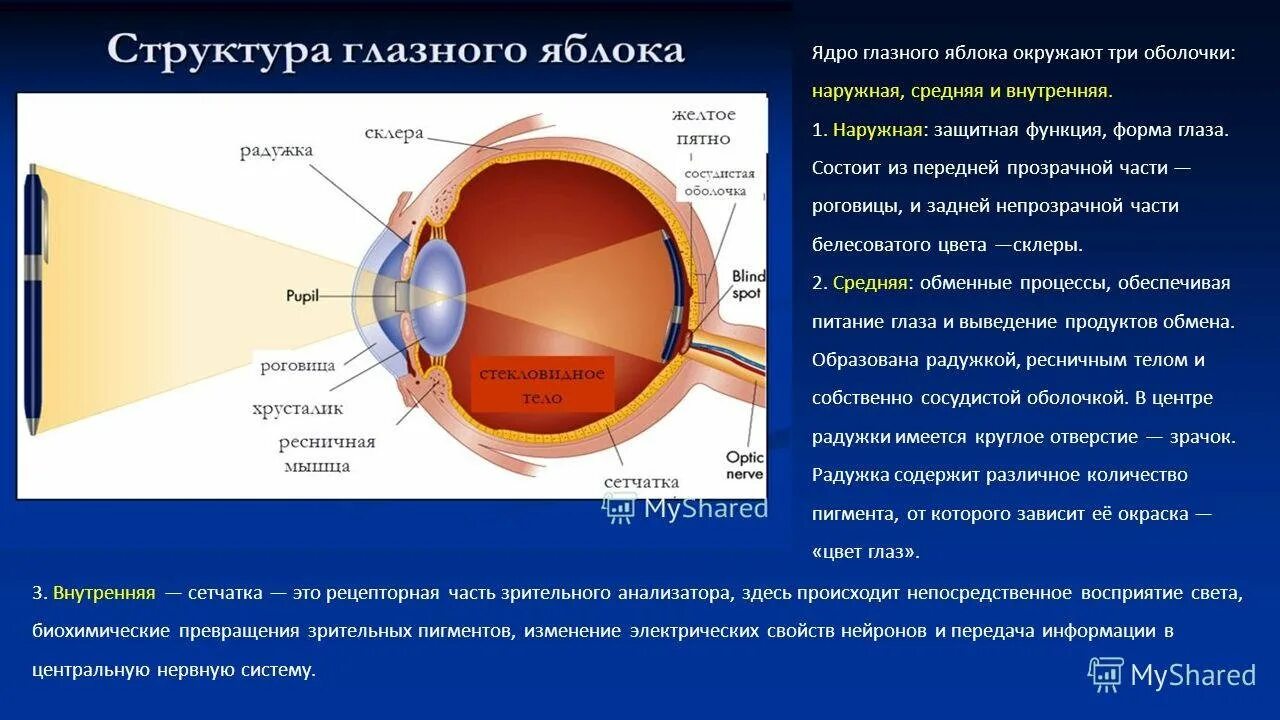 Хрусталик функции кратко. Строение оболочек глазного яблока анатомия. графологическая структура оболочек глазного яблока. внутреннее ядро глазного яблока функции таблица. строение внутреннего ядра глазного яблока.