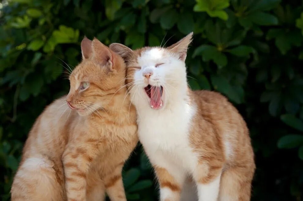 Кот в разном возрасте. Котоняны. разные котики. райские коты. райский кот.