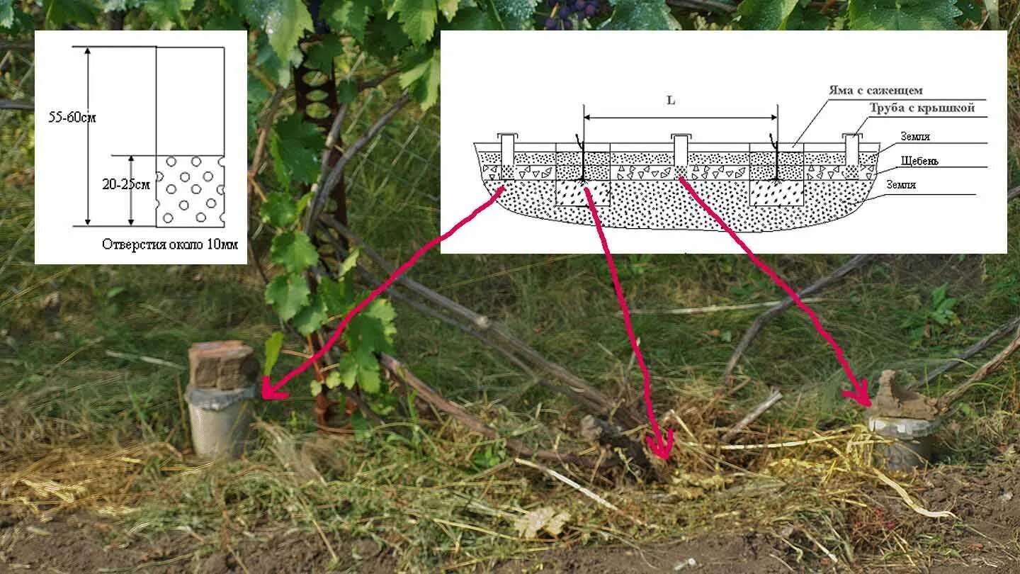 Поливная труба для винограда. Дренаж для винограда с трубой для полива. Подкорневой полив винограда. Заглубленная посадка винограда.