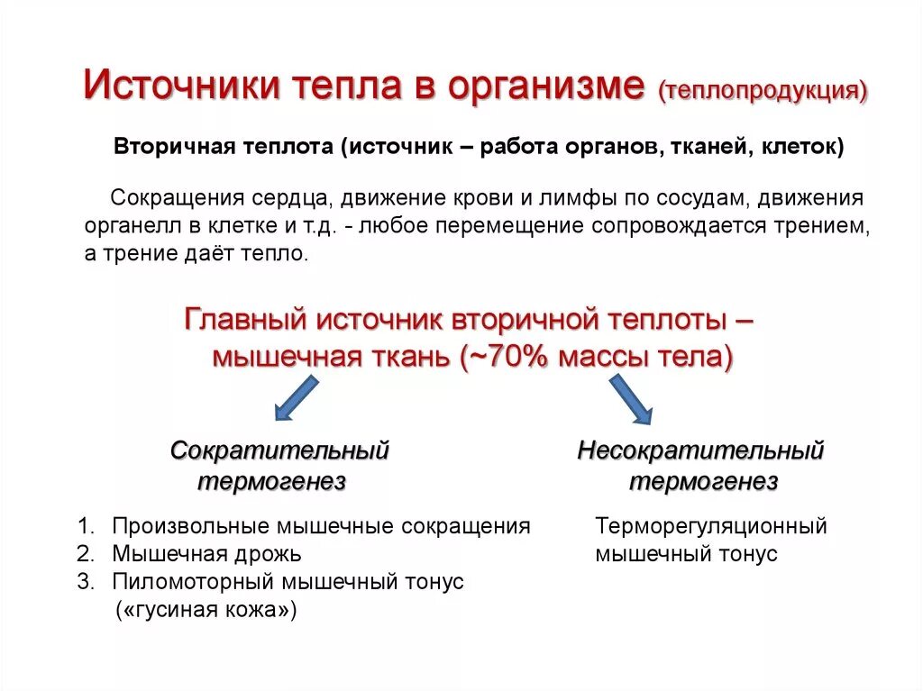 Что такое первичная вторичная тепловая энергия. Источники тепла в организме. Образование тепла в организме процессы. Источники теплопродукции в организме.. Механизмы образования первичной и вторичной теплоты.