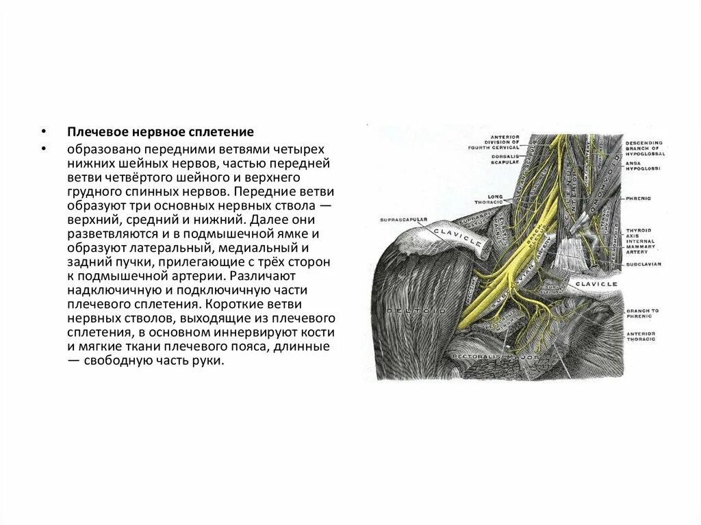 Блокада сплетения. Блокада плечевого сплетения подмышечным доступом. Надключичная блокада плечевого сплетения под УЗИ. Блокада плечевого сплетения по Соколовскому. Плечевое сплетение образовано передними ветвями нервов.