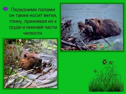 Сообщение о бобре 4 класс окружающий мир