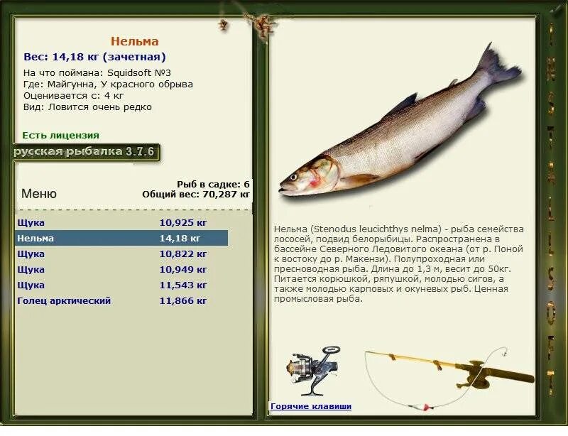 Рыба нельма описание. Нельма рыба. Нельма рыба описание. Промысловая рыба Нельма. Рыба Нельма размер.