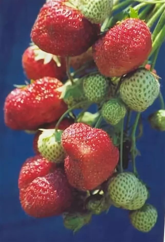 Клубника царскосельская фото. Земляника садовая хоней. Сорт клубники рубин. Клубника венгерка. Сорт виктории первоклассница.