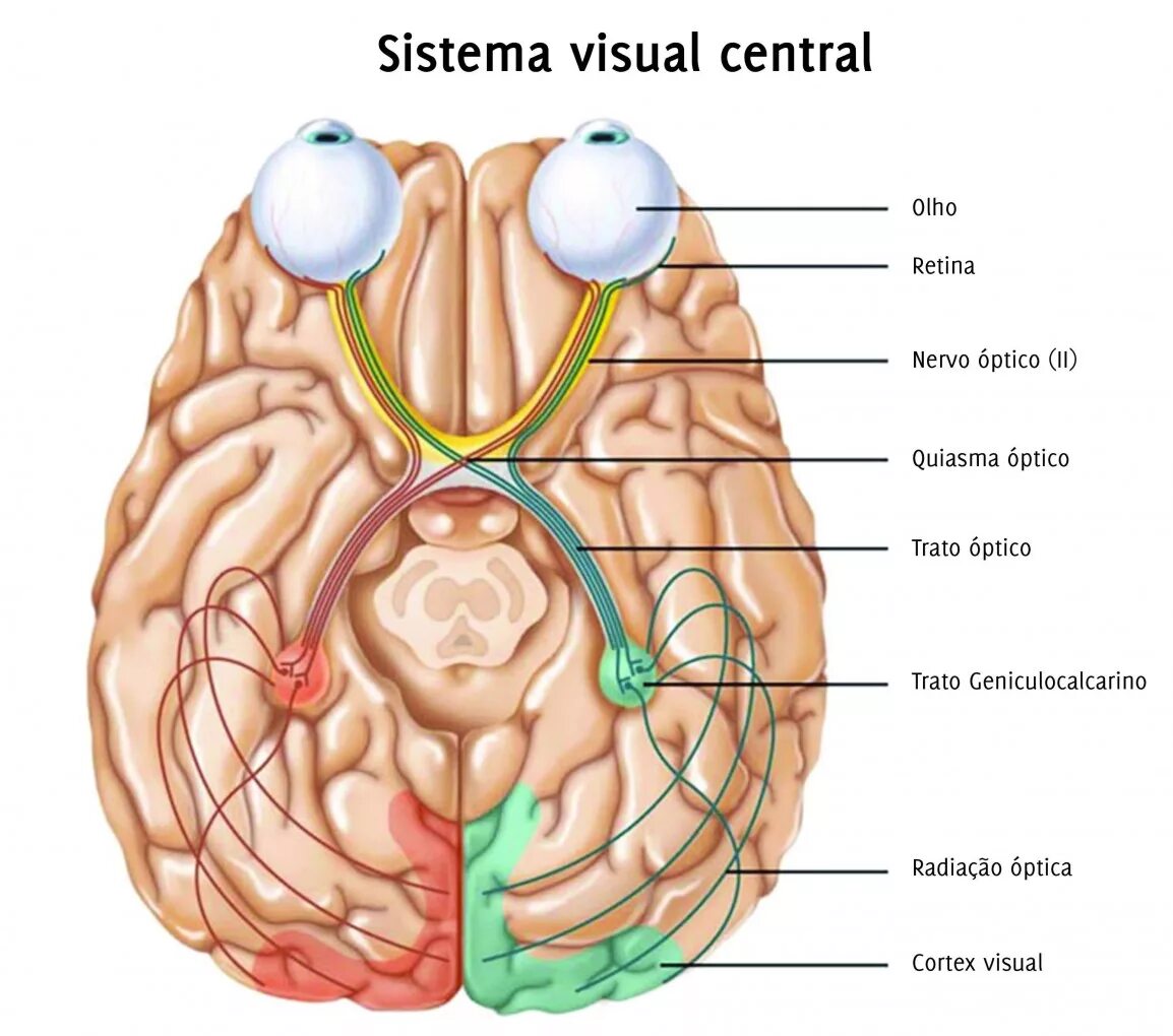 Зрительный нерв в головной мозг. Хиазма и таламус. Зрительный нерв головного мозга. Зрительный нерв анатомия. Зрительный нерв и мозг.