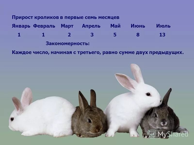 Сколько месяцев крольчихи. Вес крольчат. Вес крольчонка в месяц. Размеры кроликов по месяцам. Вес кролика.