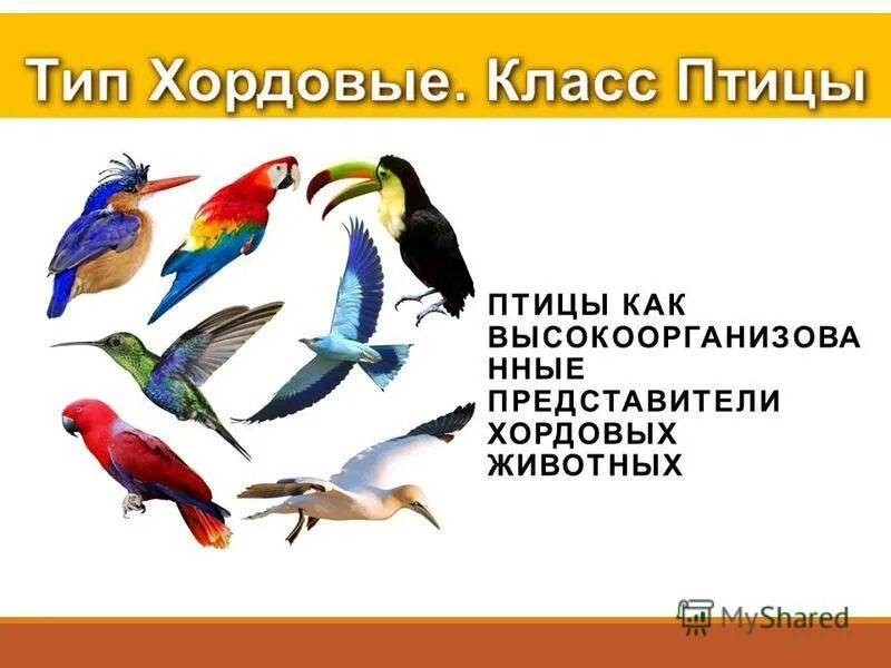 класс птицы тип. класс птицы представители. хордовые птицы. хордовые птицы. царство животные класс птицы.