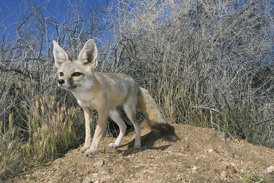 Kit fox. Животные Калифорнии. Carina Vulpes модель. Vulpes macrotis.