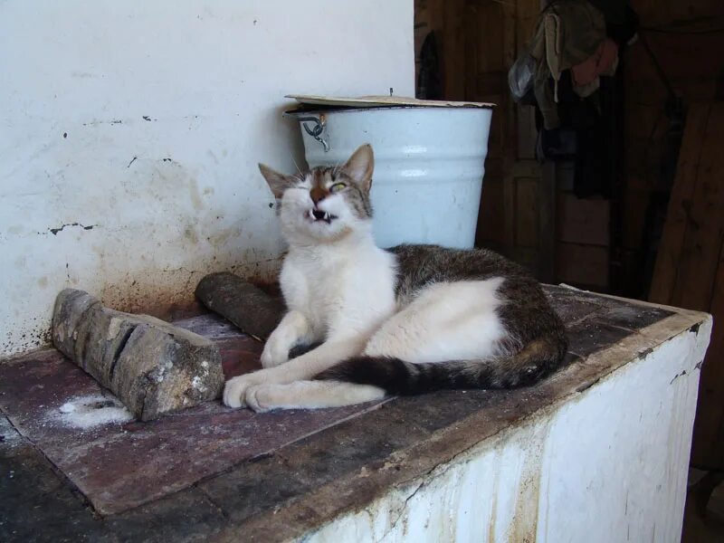 Слезай пока. Кошка на печи. Печка с кошкой. Кот на печке. Коты на деревенской печке.