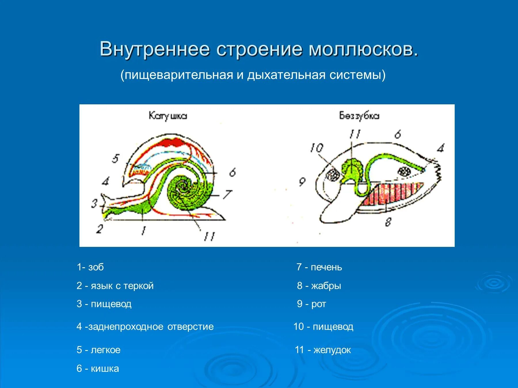 Моллюски общее строение. Моллюски строение пищеварительной системы. Моллюски строение дыхательной системы. Внутреннее строение моллюсков. Строение моллюска.