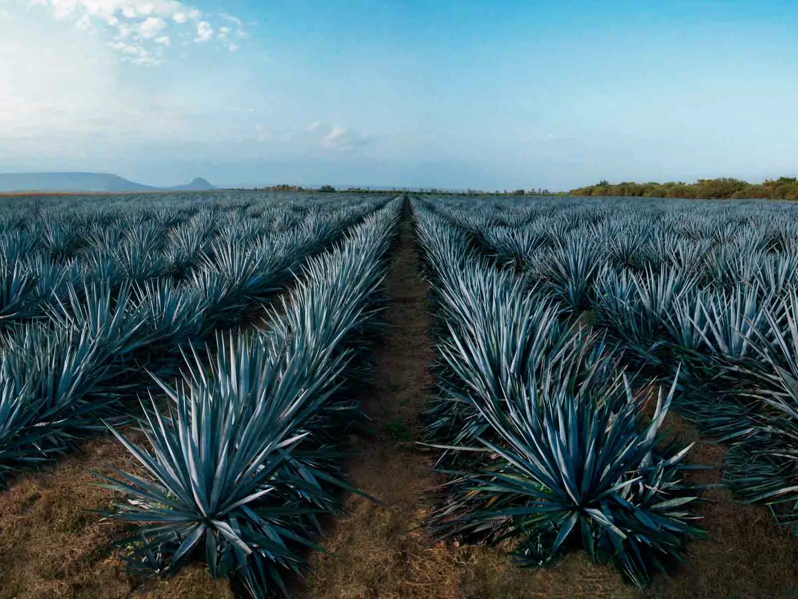 Текила agave. Агава растение текила. Мексика Кактус Агава. Агава Мексиканская голубая. Текила Агава Мексика.