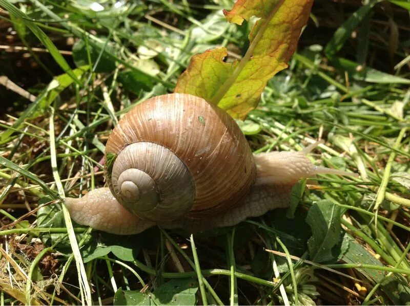 Страна улиток. Helix aspersa pomatia. Виноградная улитка ареал. Виноградная улитка пол. Виноградная улитка большая.