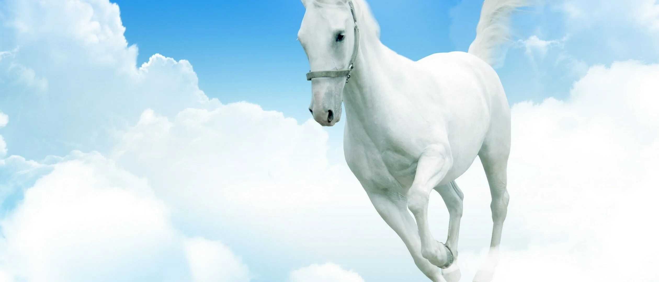 Толкование снов к чему снятся лошади. Лошадь в облаках. Фон для презентации лошади. Видеть во сне лошадь белая. Белая лошадь во сне для женщины.