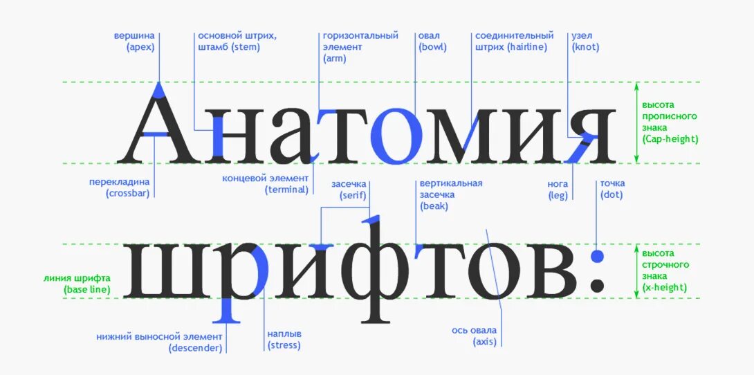 Как называются входящие буквы. Строение шрифта. Части буквы в шрифте. Элементы букв в шрифтах. Анатомия шрифта.