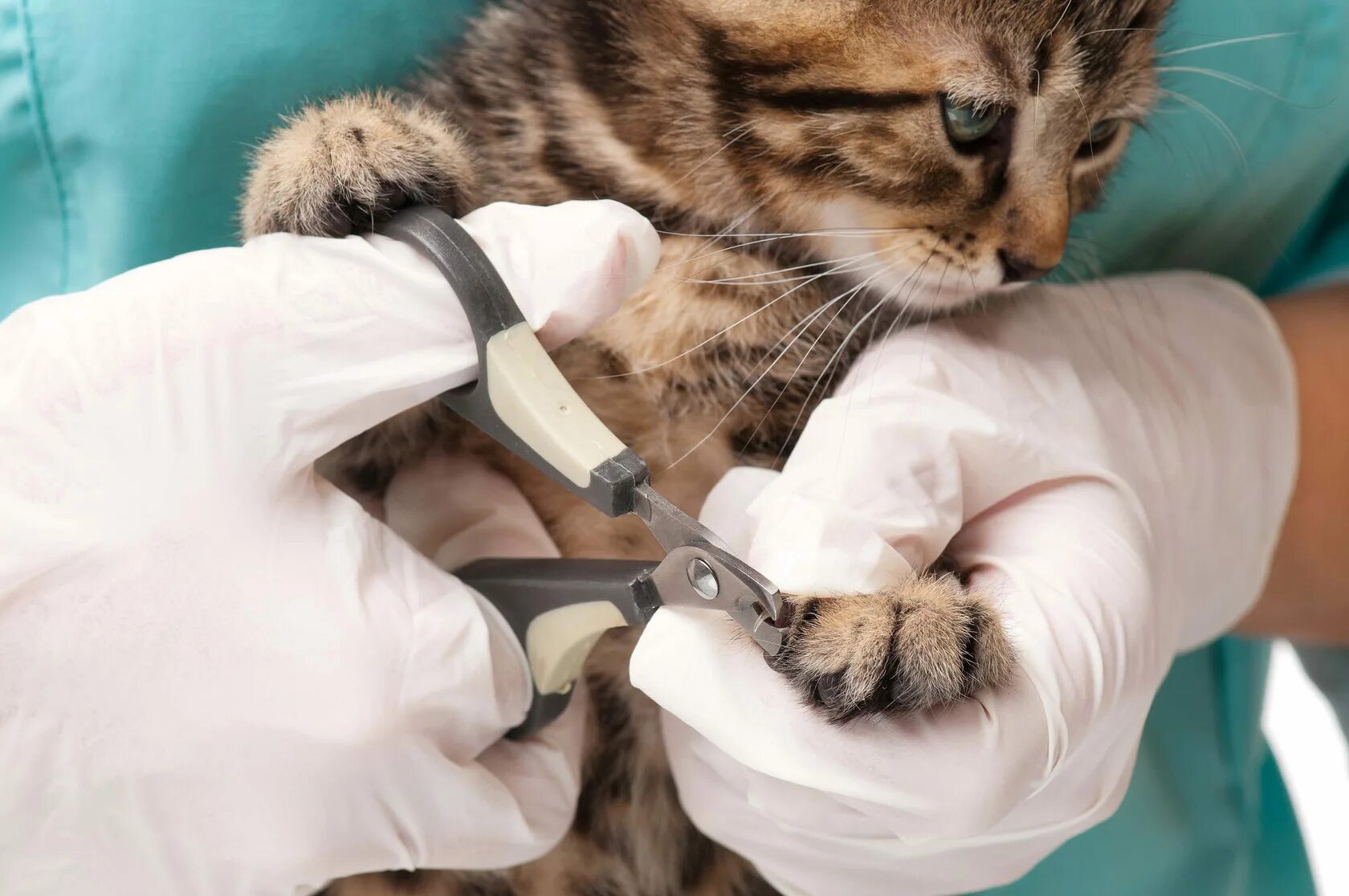 Ветеринар стрижка когтей. Стричь когти кошке. Подрезание когтей у кошек. Подстригание когтей коту.