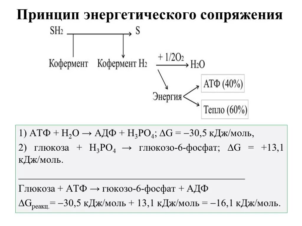 1 моль атф. Принцип энергетического сопряжения. Энергетическое сопряжение реакций. Принцип и общий механизм энергетического сопряжения реакций. Принцип энергетического сопряжения биохимических реакций.