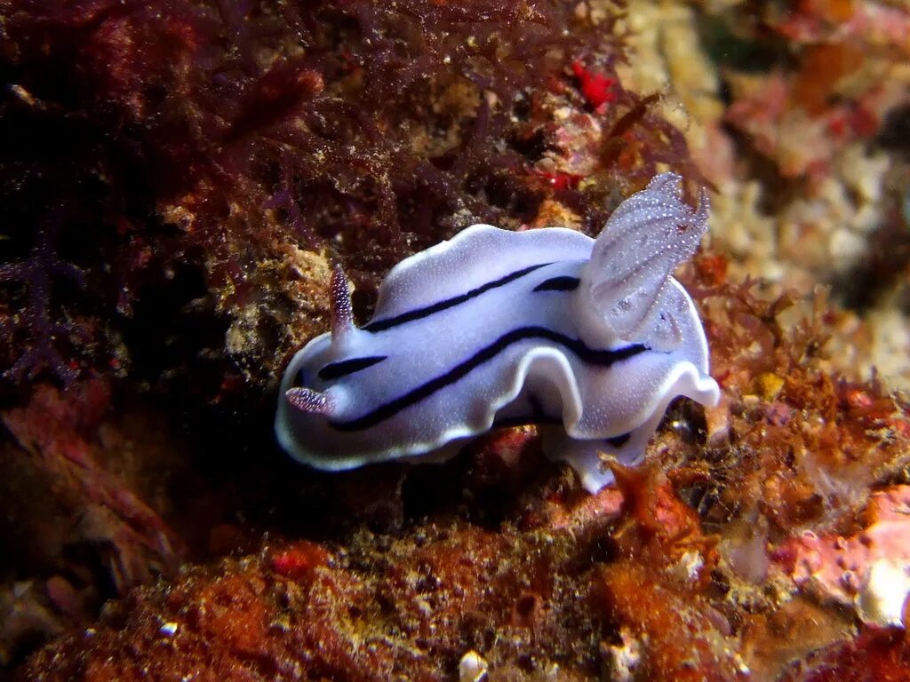 Заднежаберные моллюски. Голожаберник хромодорис. Морской Голожаберный моллюск. Голожаберные брюхоногие моллюски. Голожаберный моллюски Тайланда.