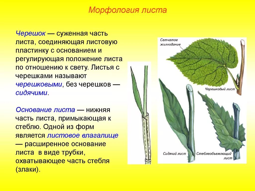 Основание черешок листовая пластинка у листа. Черешок листа, лист, Усик. Основание черешрк лист. Часть листа черешок.