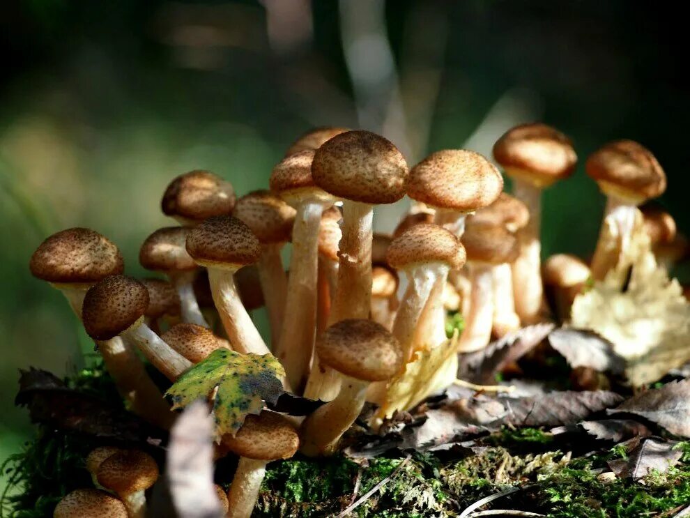 Грибы опята питаются. Гриб опёнок осенний. опёнок осенний (armillaria mellea). грибы успенские опята. опенок осенний и галерина.