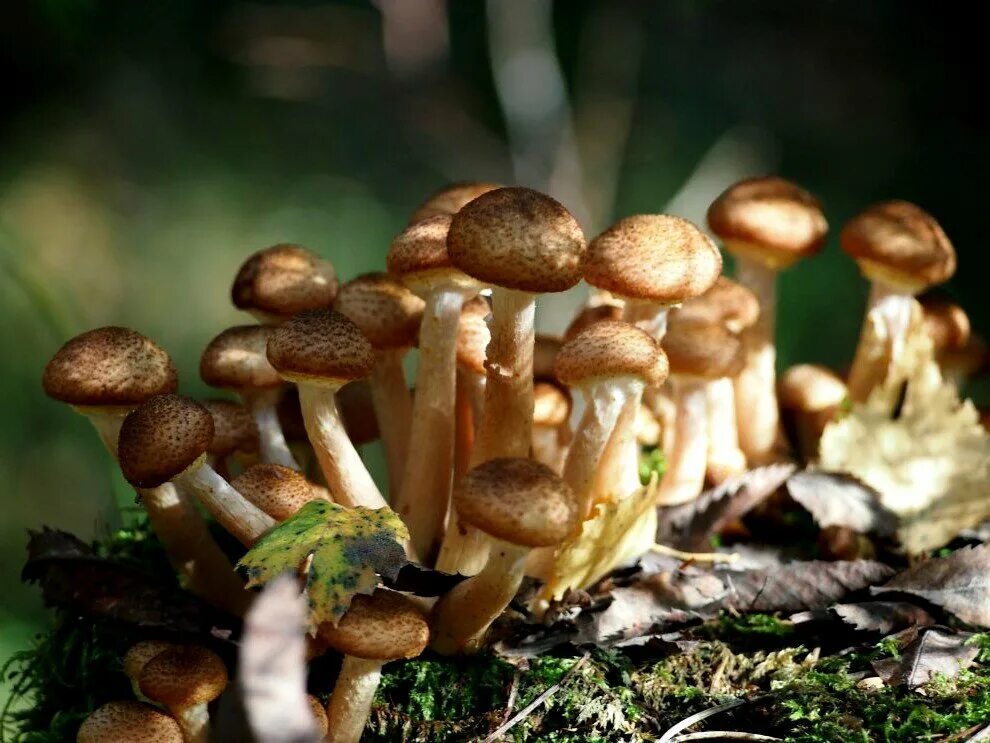 Гриб опёнок осенний. Опёнок осенний (Armillaria mellea). Грибы Успенские опята. Опенок осенний и Галерина. Грибы опята есть