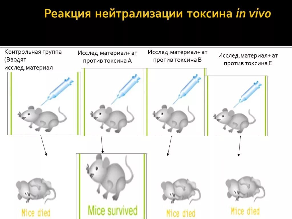 Реакции нейтрализации токсина антитоксической сывороткой in vitro. Реакция нейтрализации вирусов in vivo. Реакции нейтрализации токсина антитоксической сывороткой (in vivo). Реакция нейтрализации токсина in vivo. Почему реакция нейтрализации