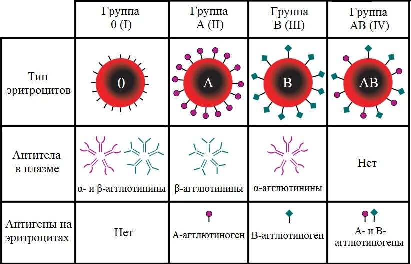 Антитела плазмы 1 группы крови. Группы крови системы ab0. Антигены эритроцитов и антитела к ним.. Антигены 4 группы крови. Ab0 группа крови. Может измениться группа крови в течение жизни
