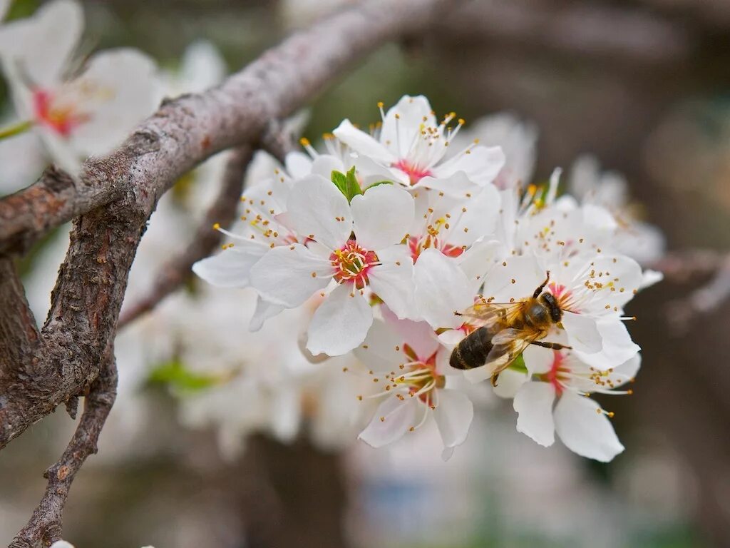 цветущий абрикос. цветущие абрикосовые деревья. урюк дерево цветение. цветущий абрикос дерево. абрикос триумф северный дерево цветет.