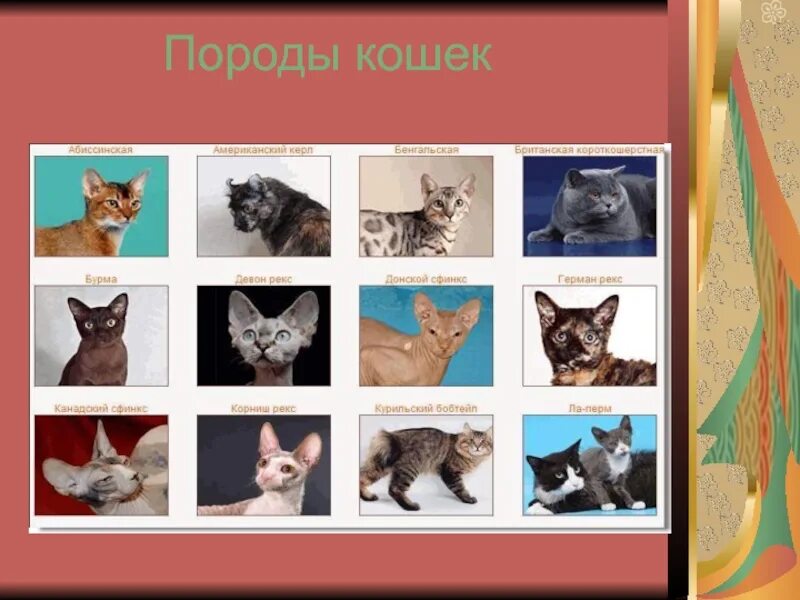 Кошка окружающий мир 2 класс. Классы породистых кошек. Породы кошек окружающий. Породы кошек окружающий мир 2 класс. О породах кошек для второго класса.