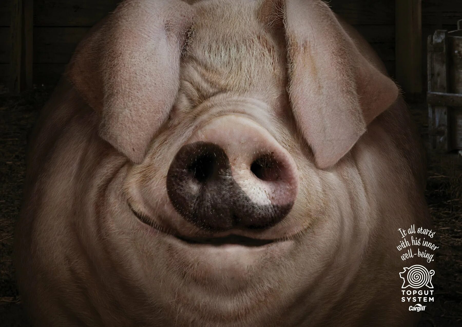 Морда свиньи. Злая свинья. Свинья улыбается. Пасть свиньи