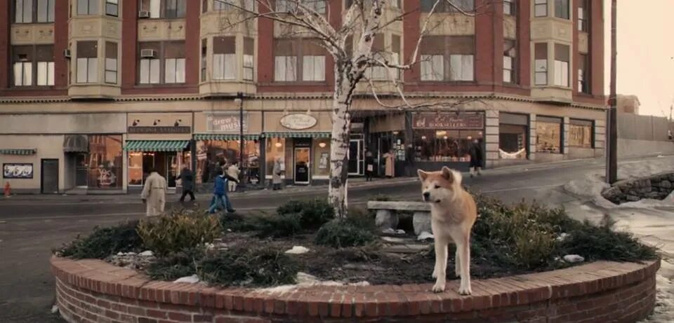 Фогель хатико. Хатико. Hachiko ресторан.