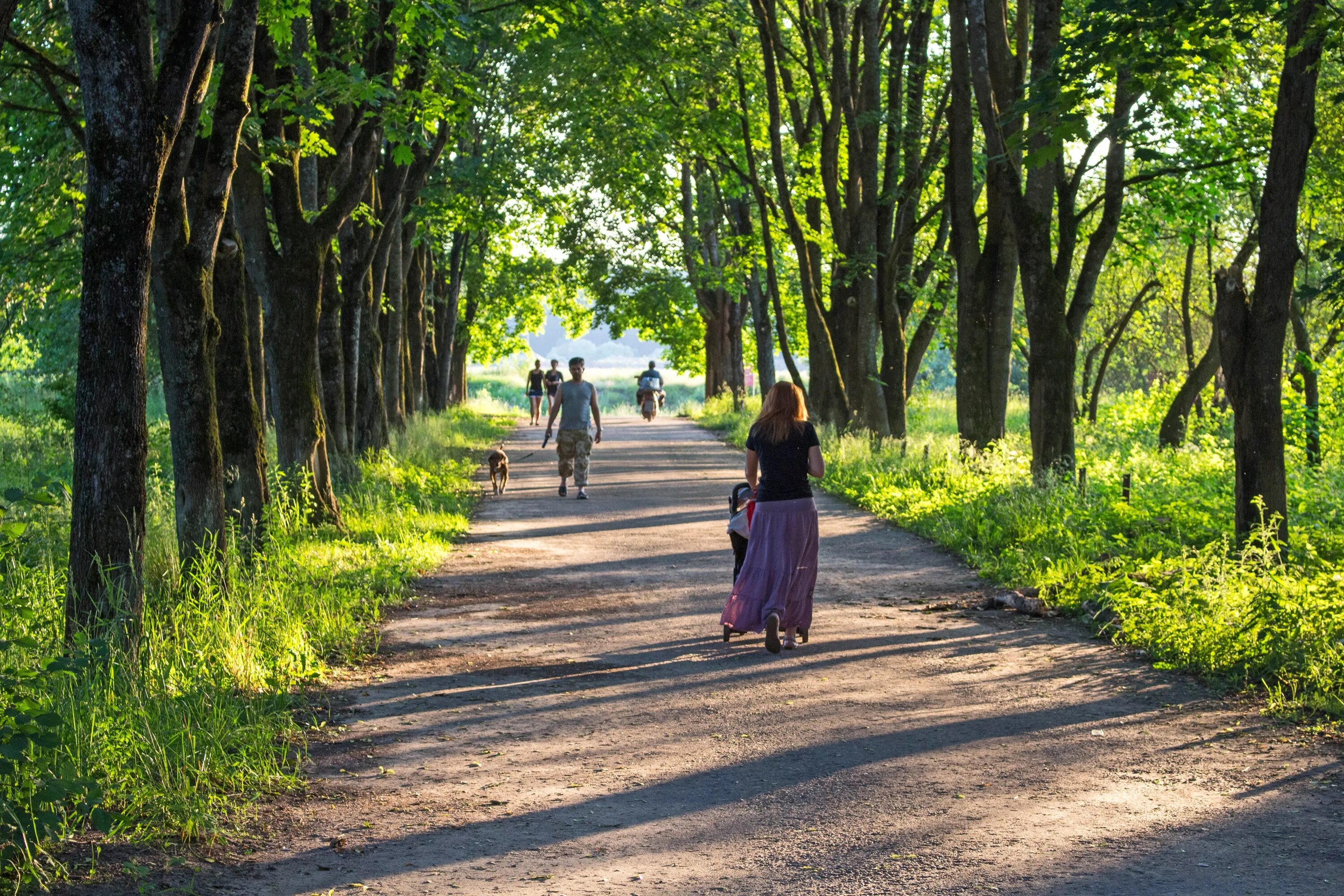 Вечером возвращаясь с прогулки. Парк Липовая аллея Электроугли. Липовая аллея Ногинск. Липовая аллея Сокольники. Липовая аллея Турово.