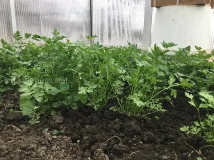 Когда сеять петрушку в краснодарском крае