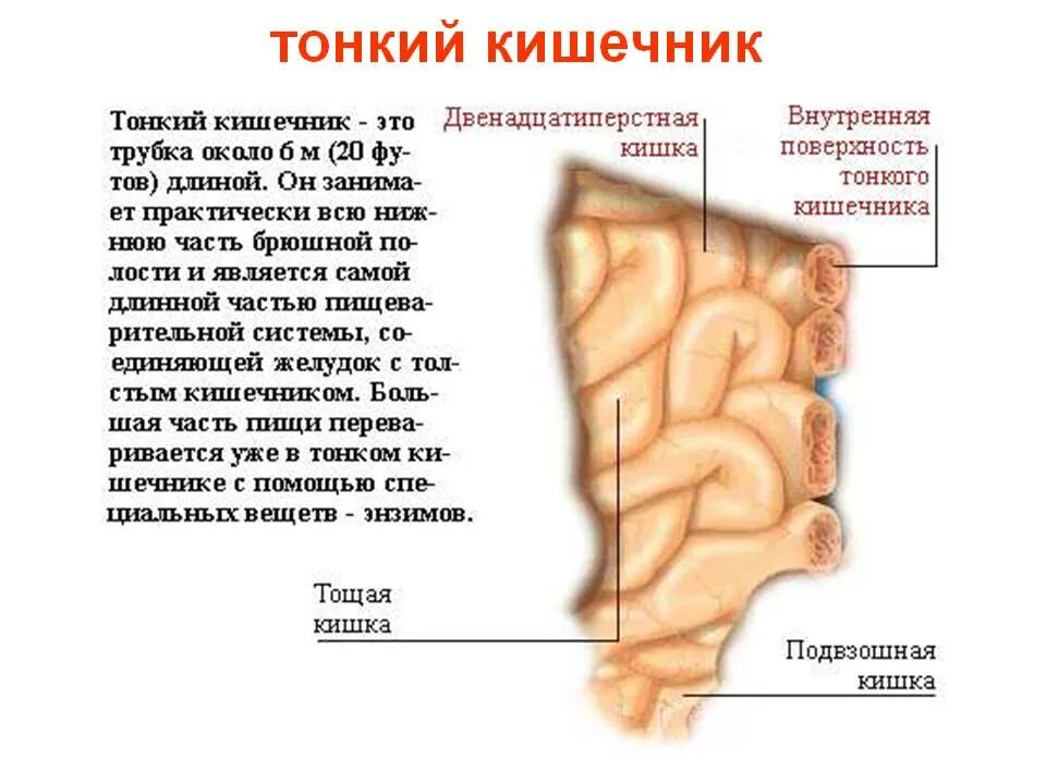 Отделы тонкой кишки анатомия. Тонкий кишечник строение отделы. Тонкая кишка строение и функции анатомия. Анатомическое строение тонкого кишечника. Признаки тонкой кишки