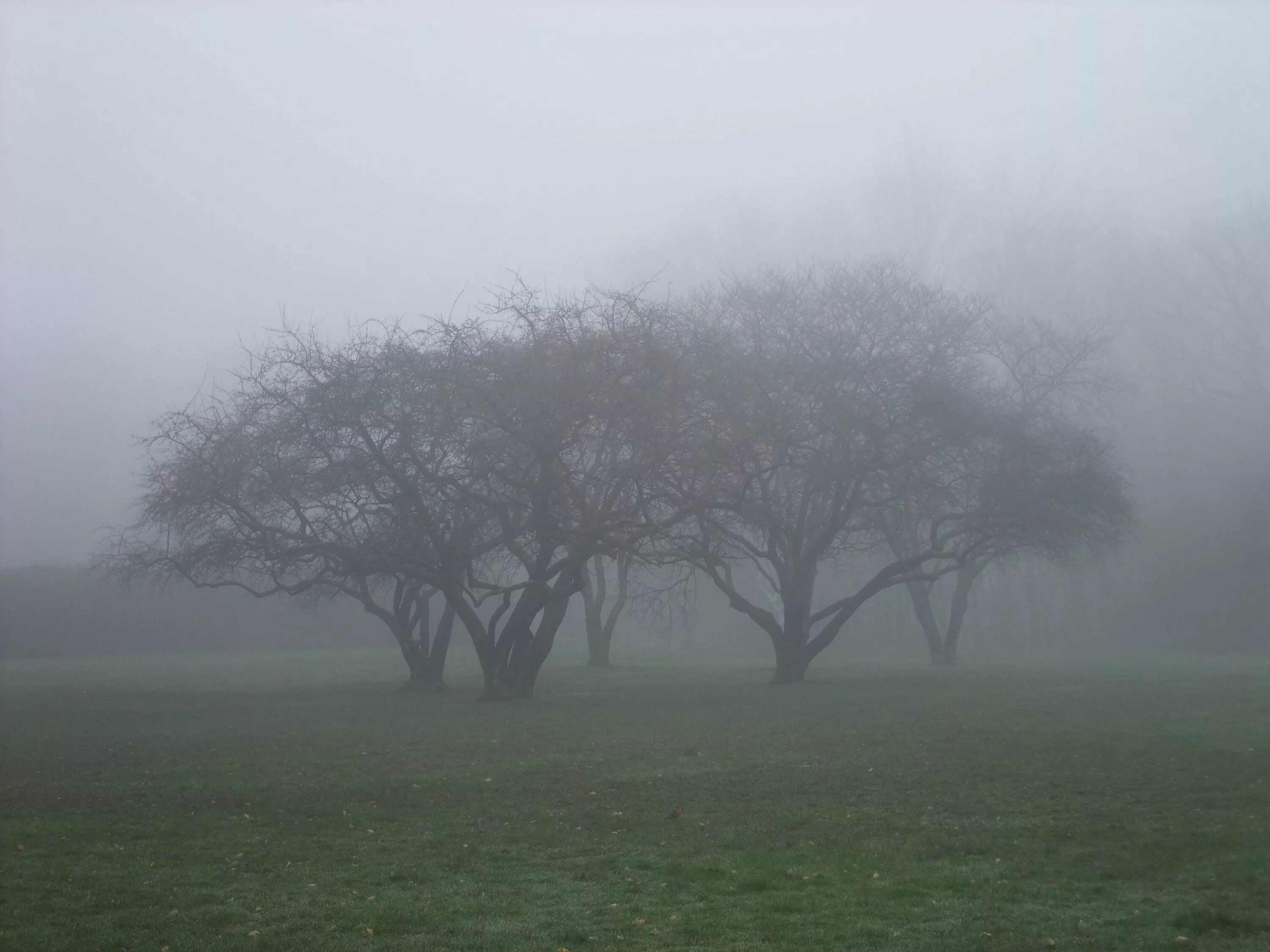 Картина туман. Красивые места туман деревья. Dreamcore туман. Туман для детей. Sis content
