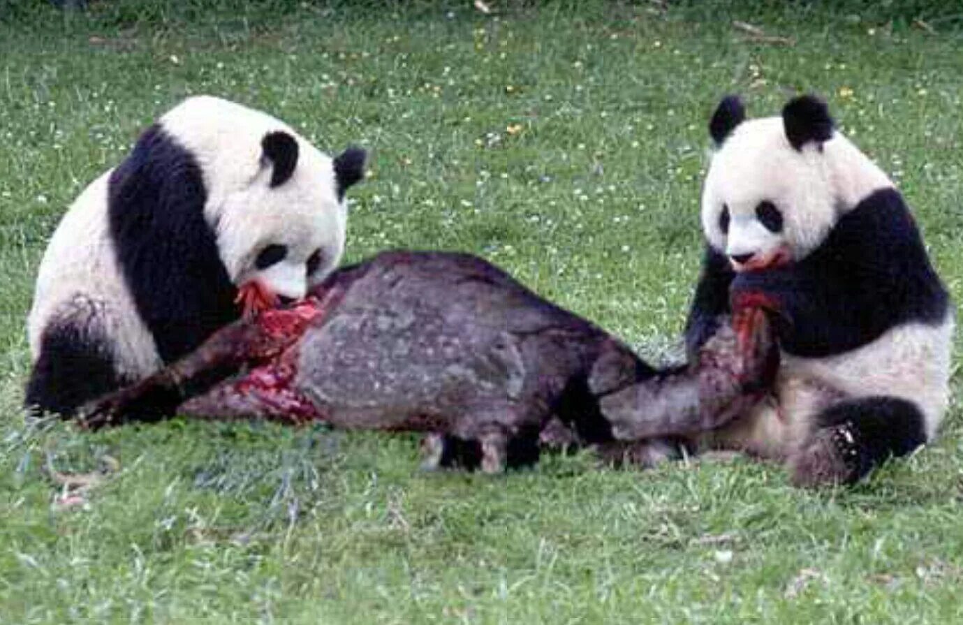 Панда хищник или травоядное животное. Панда ест. Панда ест мясо. Агрессивная Панда.