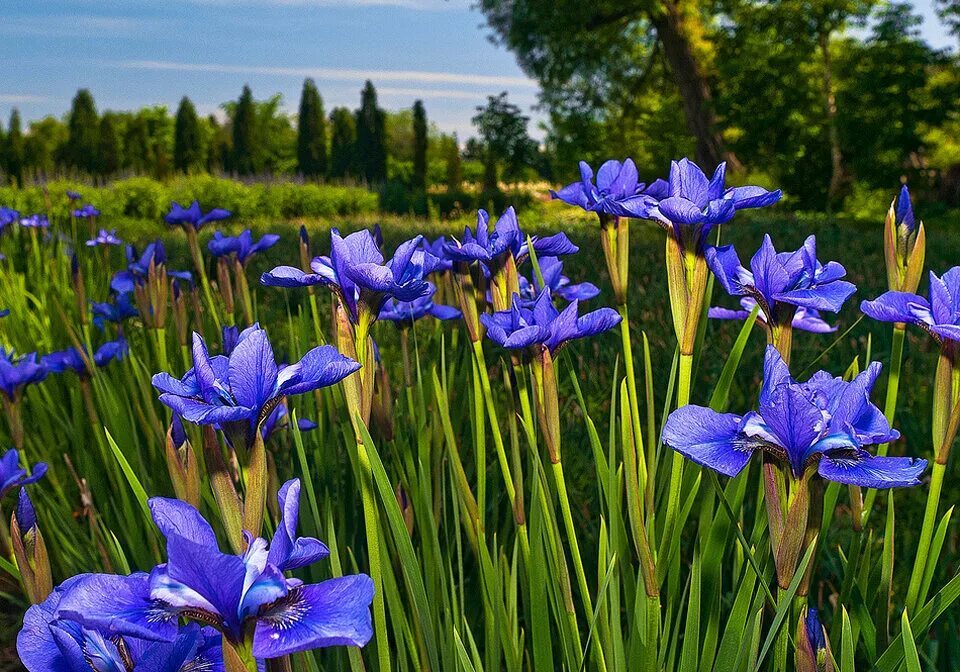 ирис тонколистный голубой. ирис растение где растет. ирис (растение). ирис растение где растет. ирис сибирский блю кинг.