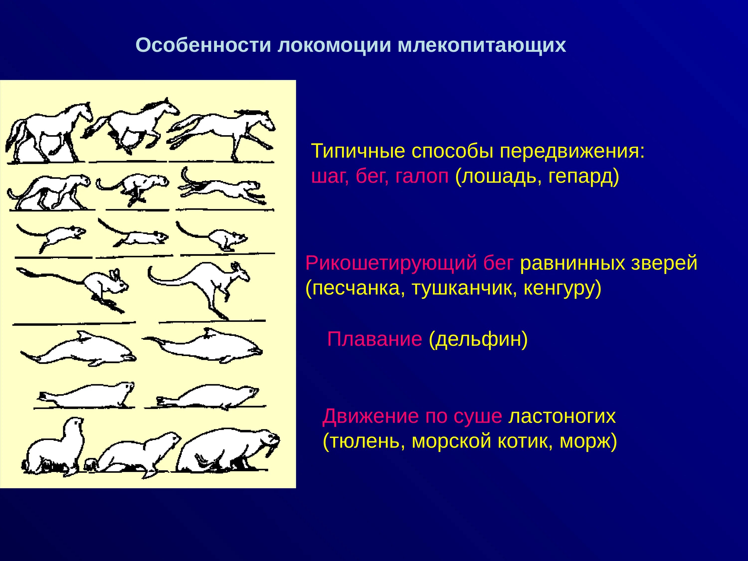 Особенность их способ млекопитающие общаются. Типы локомоции. Виды локомоции животных. Классификация млекопитающих. Способы передвижения млекопитающих.