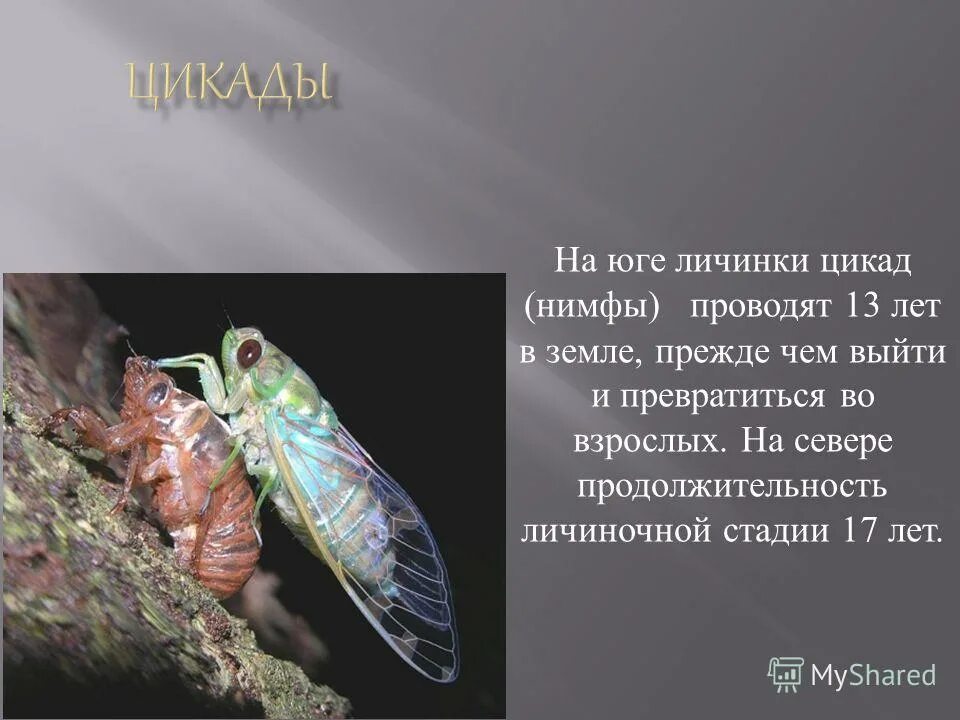 Доклад про цикаду. Цикады краткое содержание. Цикл развития цикады. Нимфа цикады. Певчая цикада хуэхис инкорната.