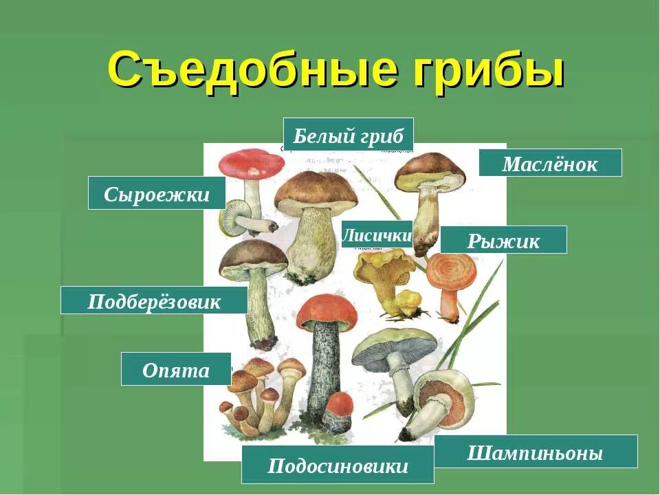 Подосиновик относится к шляпочным грибам. Подберезовик, подосиновик опята лисички белый гриб. Несъедобные Шляпочные грибы. Белый гриб подосиновик подберезовик. Лисички белые грибы съедобные грибы.