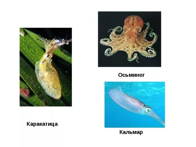 Осьминог кальмар каракатица