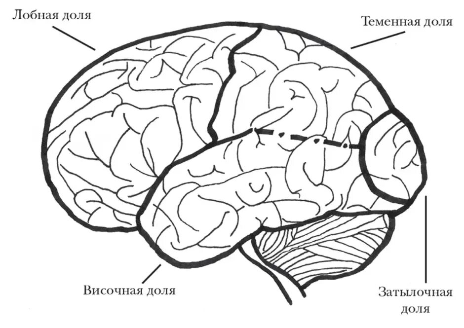 Мозг без полушарий. Большие полушария головного мозга доли. Доли больших полушарий головного мозга рисунок. Доли коры полушарий головного мозга.