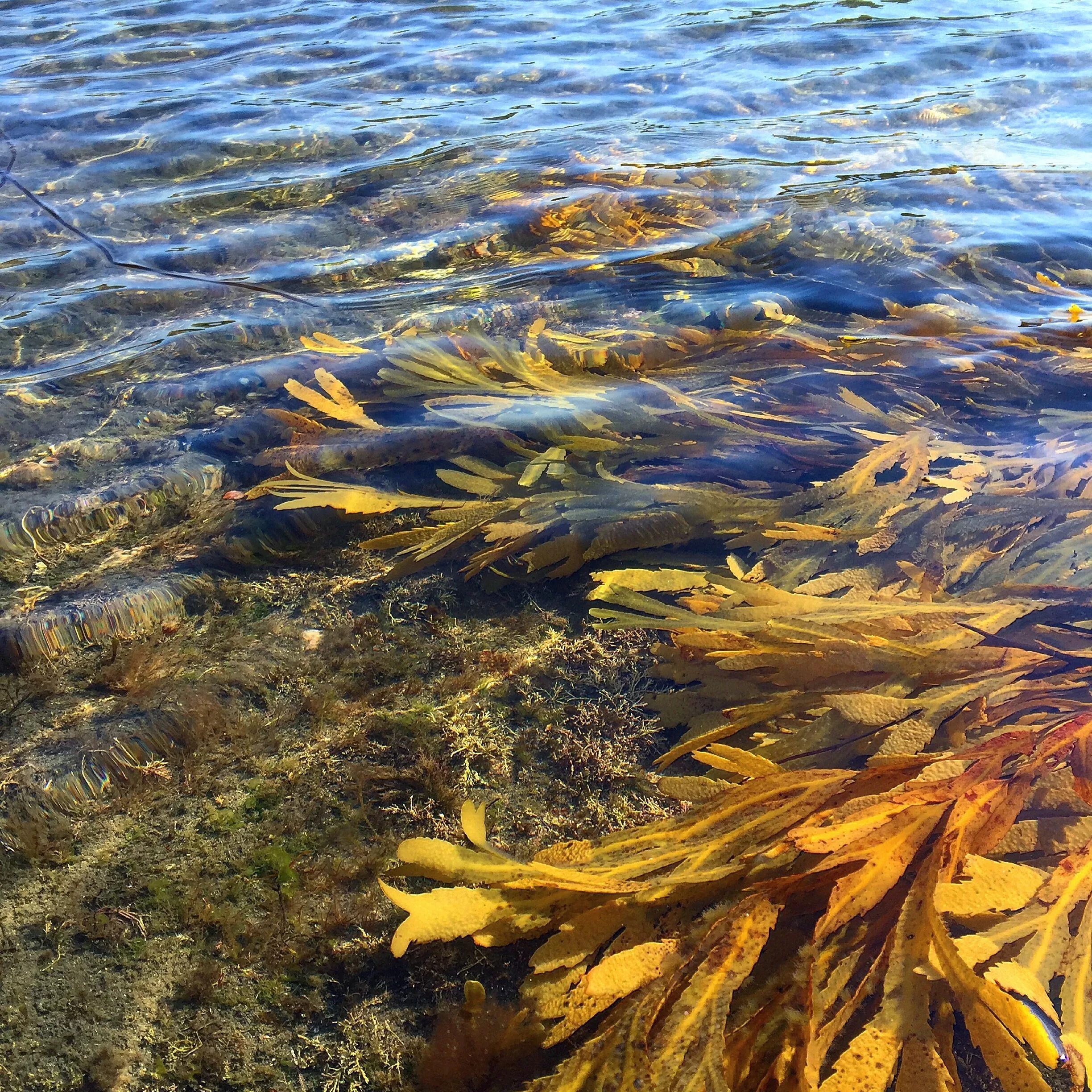 Саргассово море водоросли. Ламинария фукус Баренцево море. Ламинария Охотское море. Ламинария водоросли Охотское море.