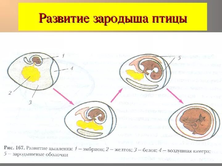 Размножение и развитие птиц строение яйца. Строение яйца и развитие зародыша птицы. Строение яйца птицы с зародышем. Размножение птиц 7 класс биология