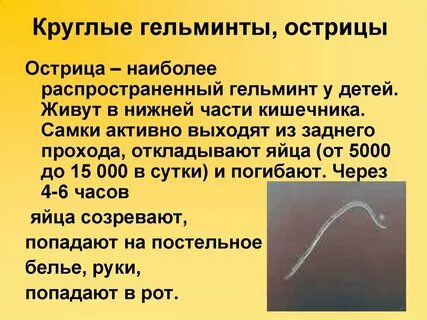 Острицы аскариды лямблии