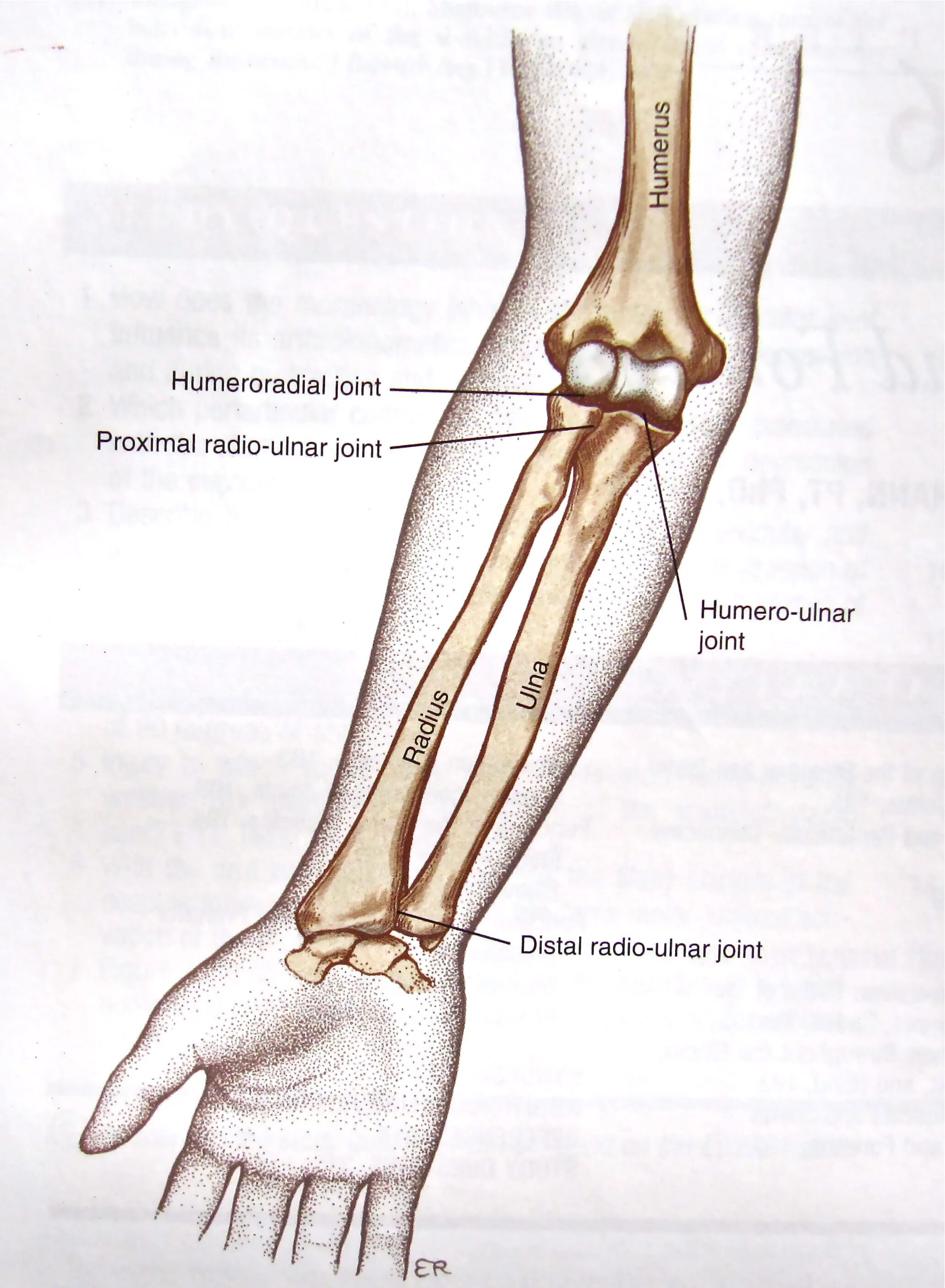 Рука анатомия кости лучевая кость. Лучевая кость руки строение. Кость предплечья анатомия. Локтевая кость на руке.