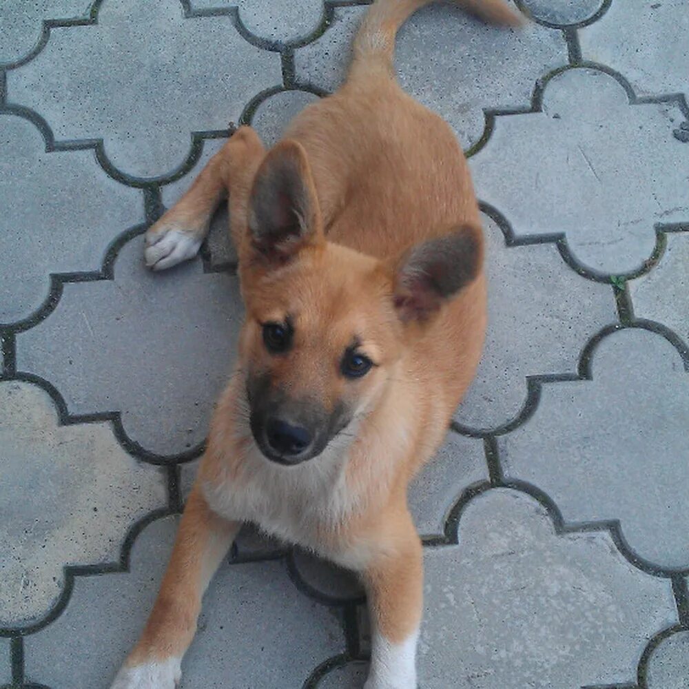 на авито щенок рыжий. чихуахуа мини гладкошерстные. на авито щенок рыжий. маленький рыжий щенок. маленький рыженький щенок.