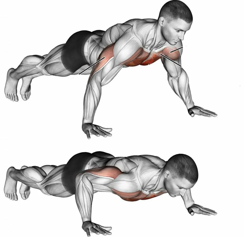 Упражнения мышцы отжимания от пола. Отжимания от пола для грудных мышц для мужчин техника. Схема прокачки грудных мышц отжиманиями. Отжимания анатомия. Пресс с гантелями для мужчин