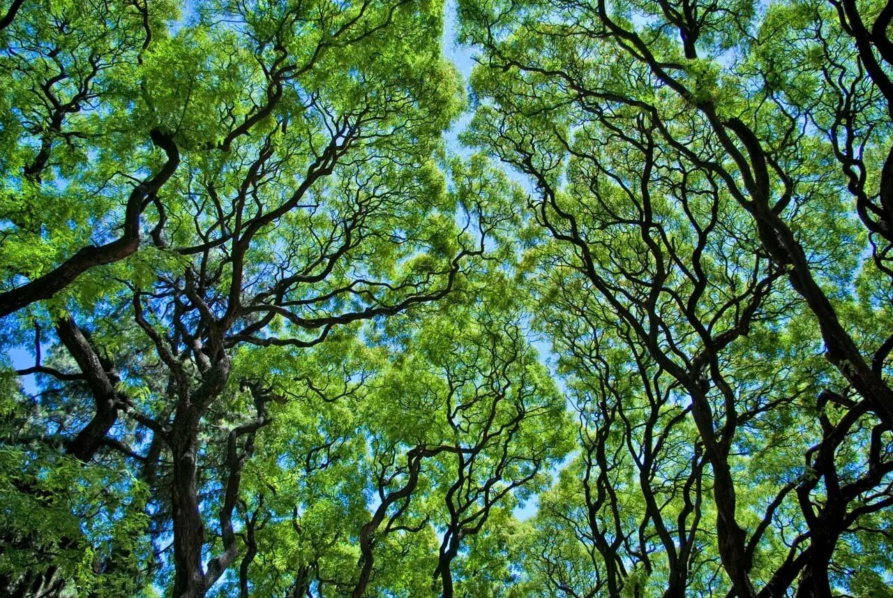 Как появились деревья. Дерево Эстетика. Синий и зеленый дерево. Pycnandra acuminata дерево. Стеклянное зеленое дерево.