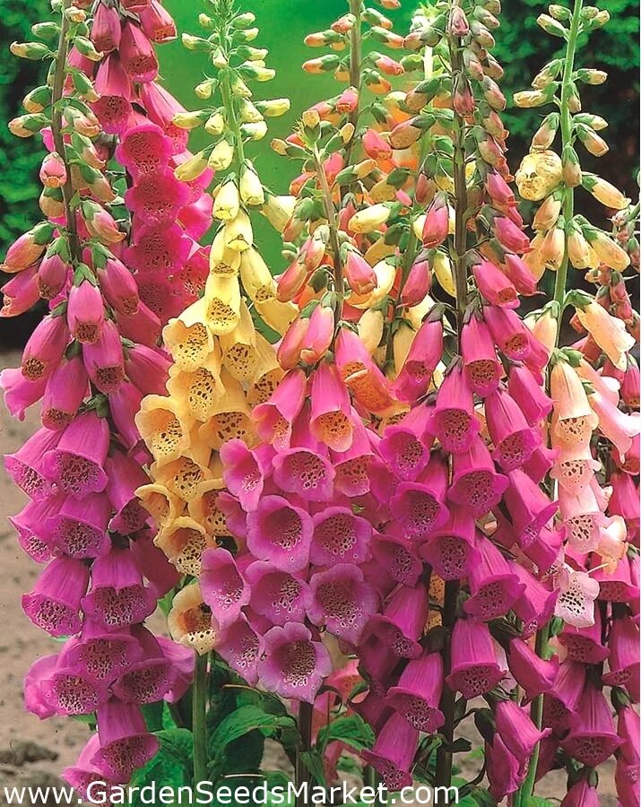 Foxglove. Дигиталис наперстянка. Наперстянка пурпурная – digitalis purpurea. Наперстянка Жемчужина. Наперстянка Зарница.